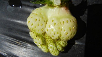 Деформированный плод