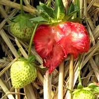 Strawberry snail damage
