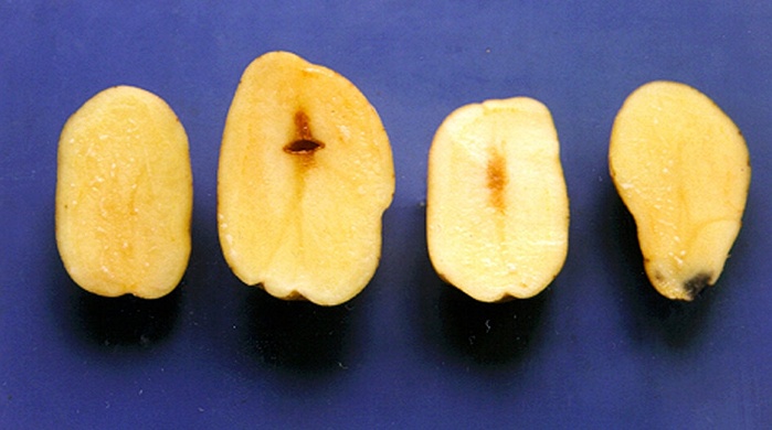 Изменение цвета или внутреннее почернение или потемнение клубней