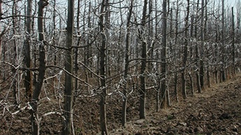 soil and water requirement