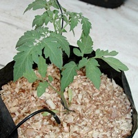 Выращивание на кокосовой стружке