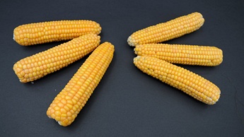 Maize image
