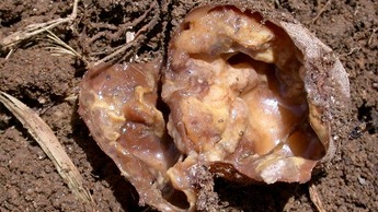 Soft Rots in Potatoes