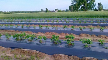 Выращивание клубники открытым способом