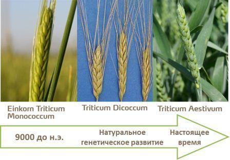 Пшеница - История культуры