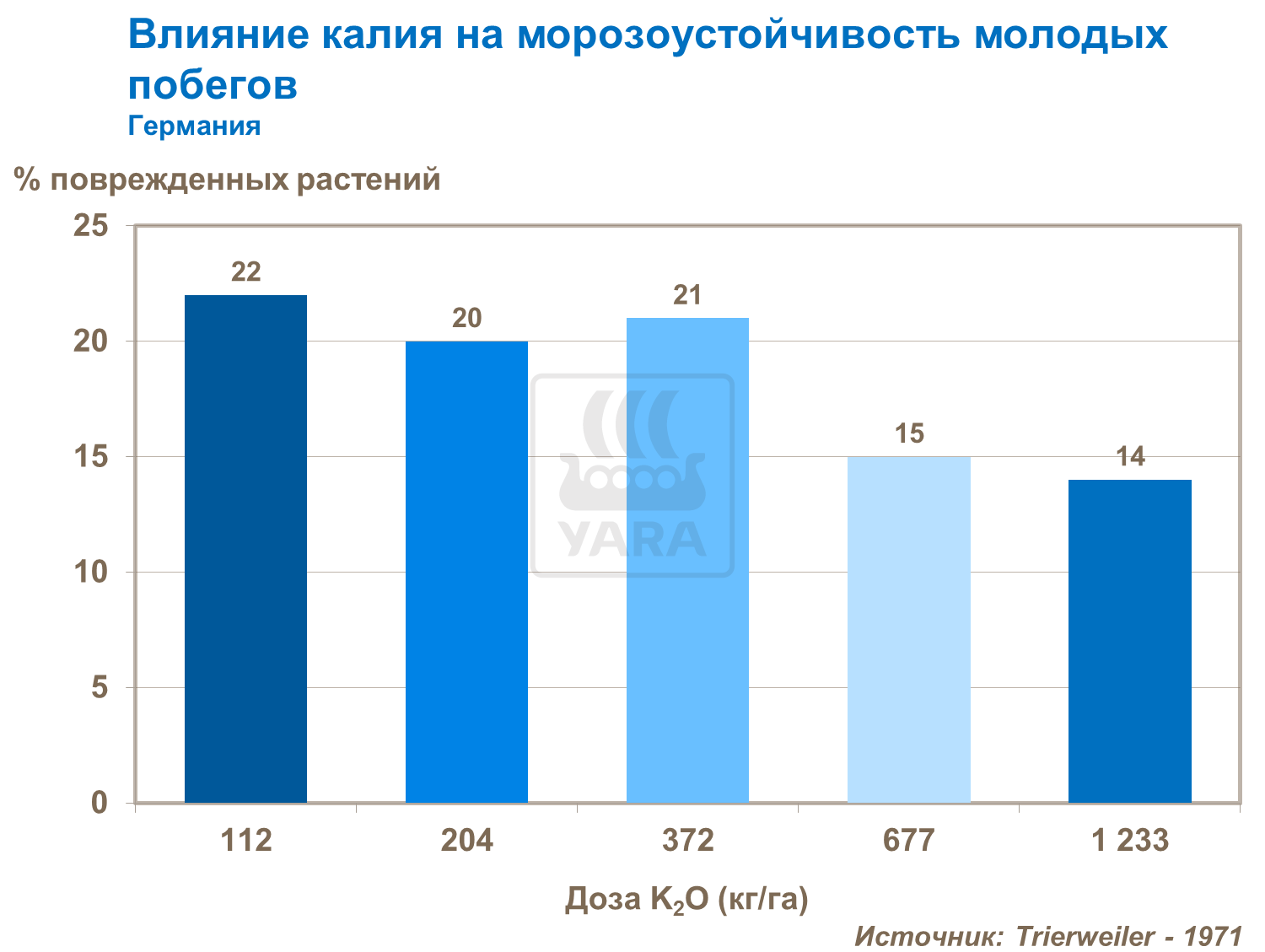 Влияние калия на морозоустойчивость молодых побегов