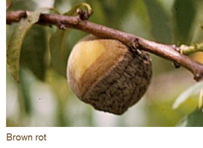 Brown rot