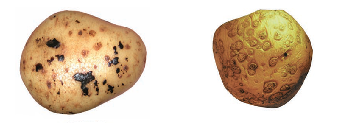 Черная парша / порошіста парша