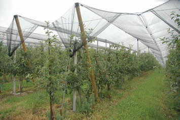 Плодовый сад