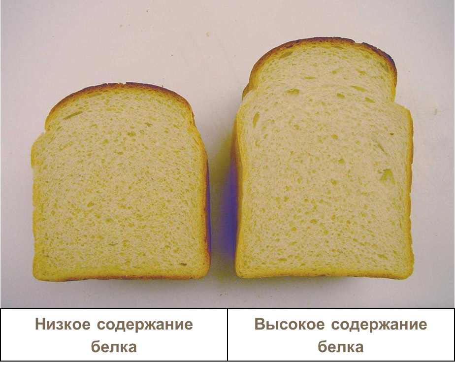 Содержание белка в зернах
