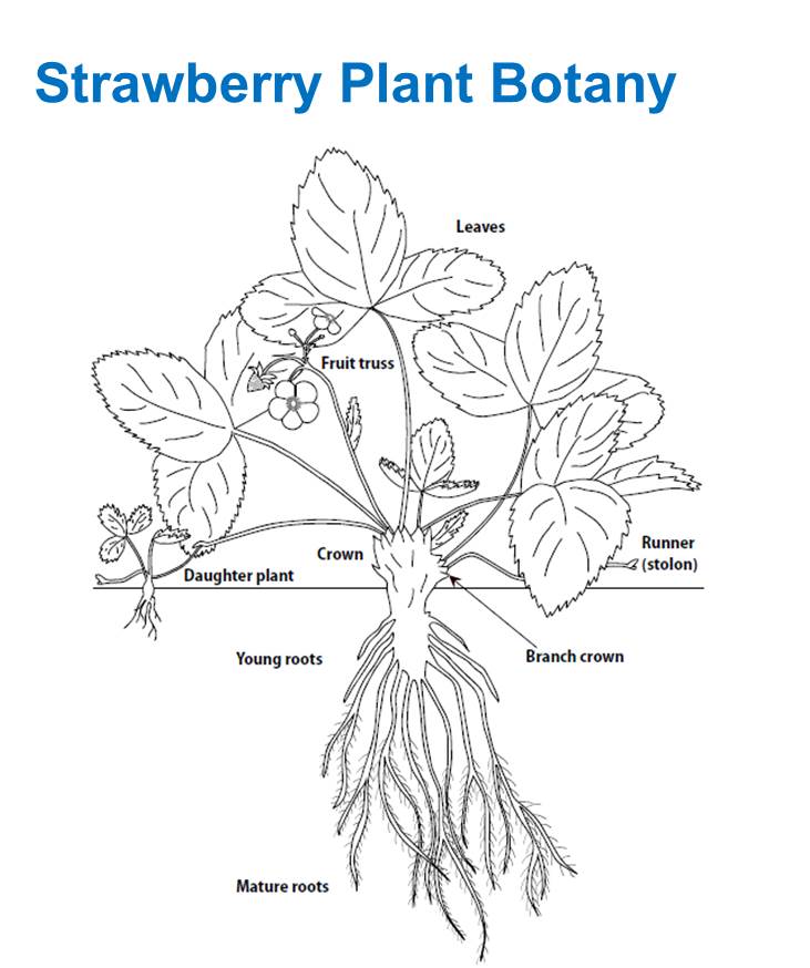 Фазы роста клубники