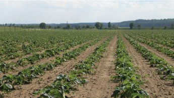 Коврово-полосные ряды характеризуются меньшей плотностью