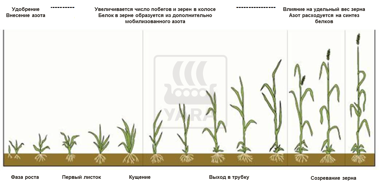 Питание культур и белок в зернах пшеницы