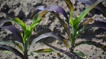 Дефицит фосфора