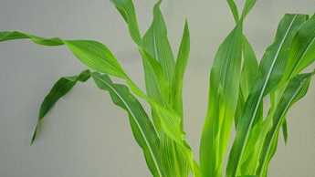 Дефицит меди